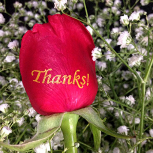 Birthday Wishes on Roses