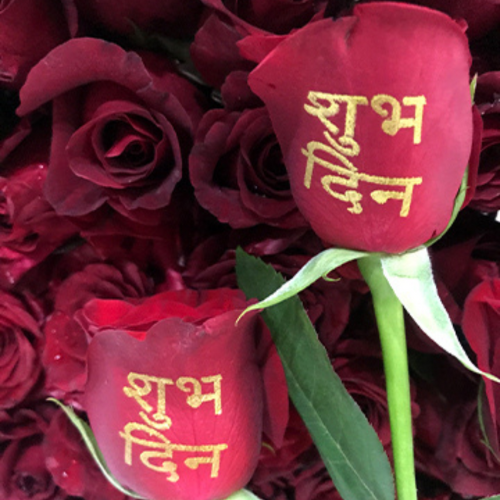 Birthday Wishes on Roses