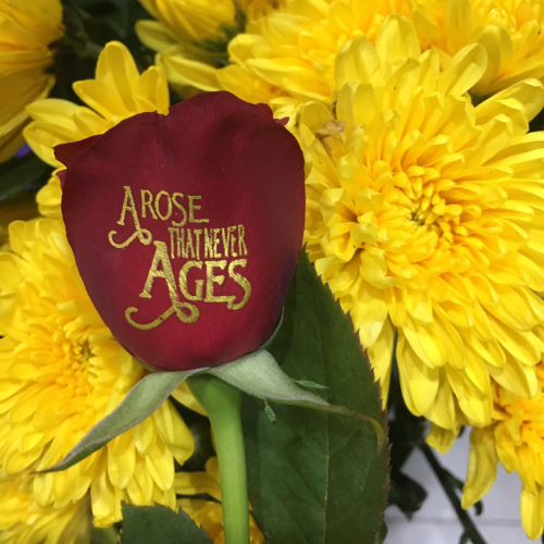 Birthday Wishes on Roses