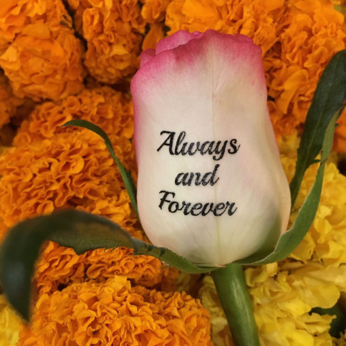 Birthday Wishes on Roses