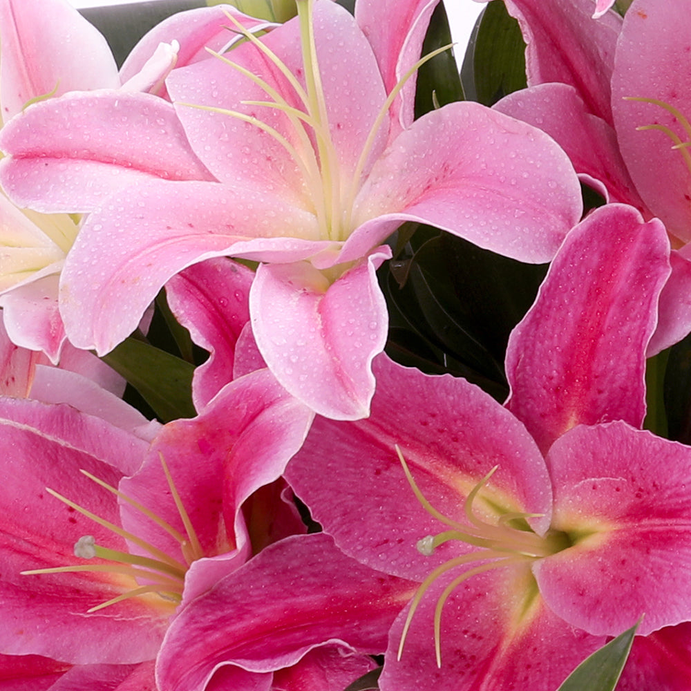 Pink lilies bouquet