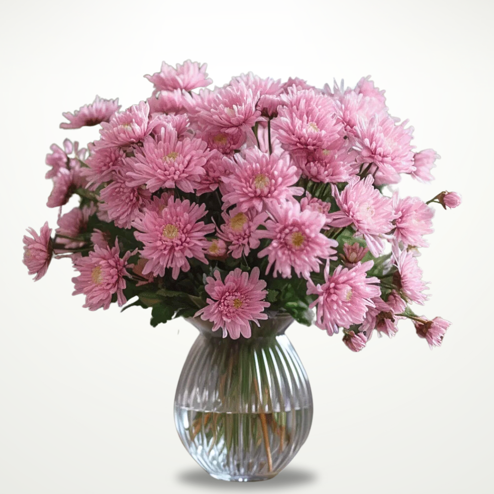 Chrysanthemum