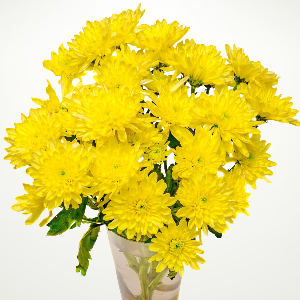 Chrysanthemum