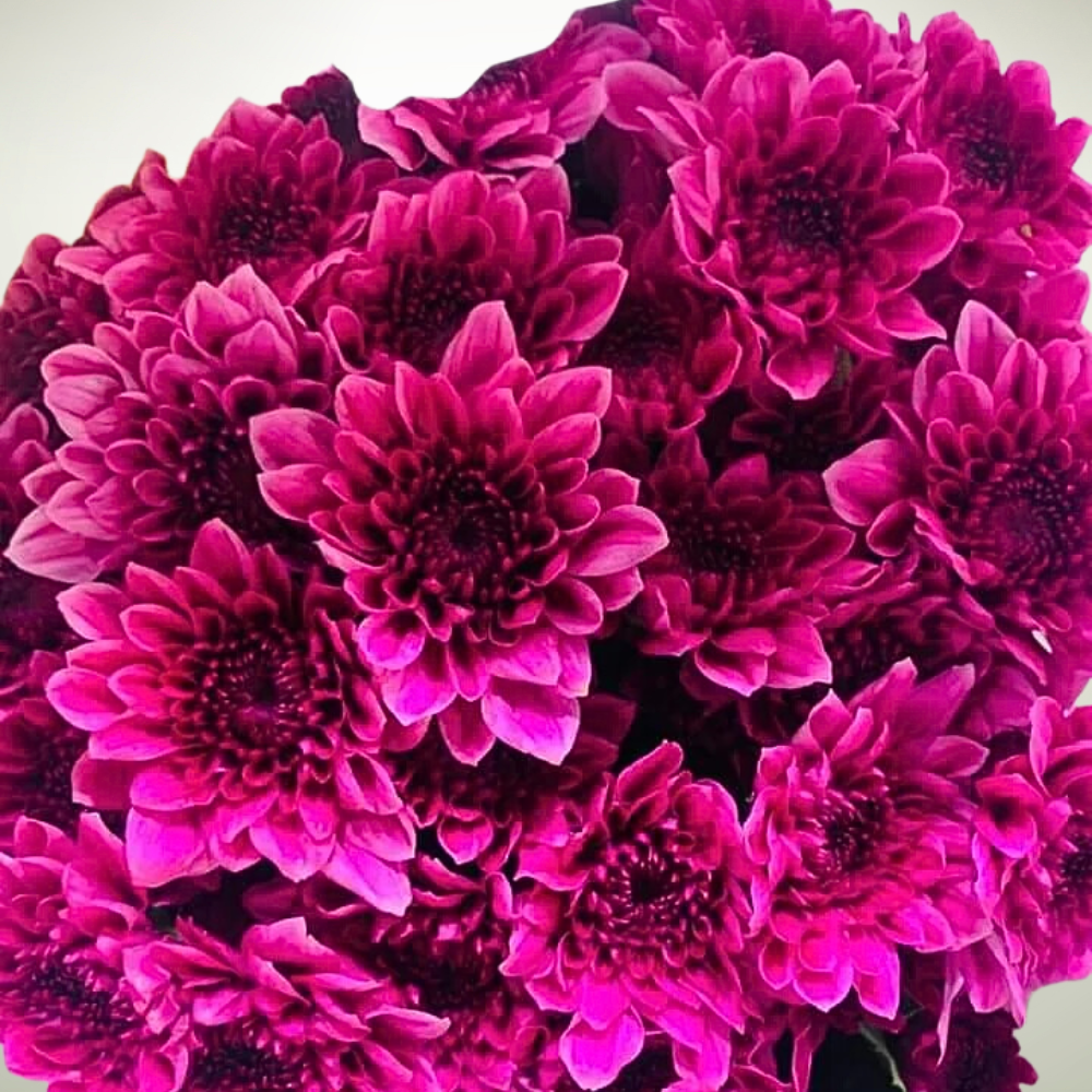 Chrysanthemum