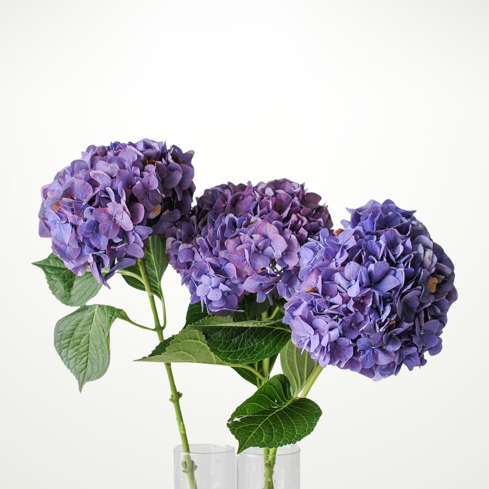 Hydrangea
