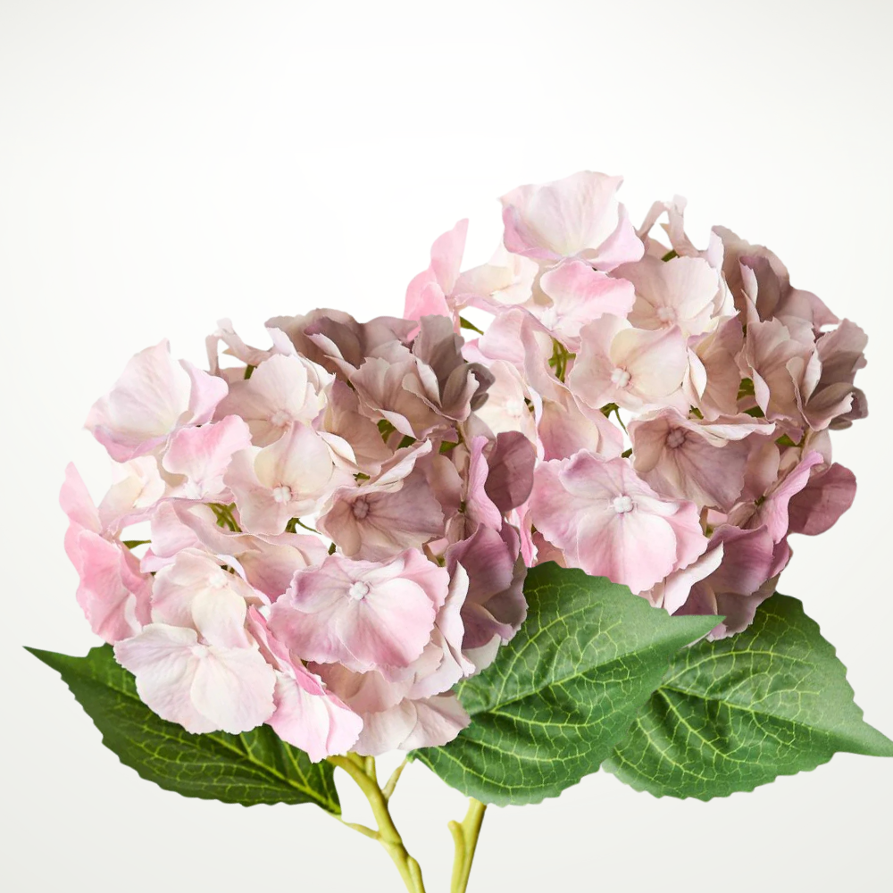 Hydrangea