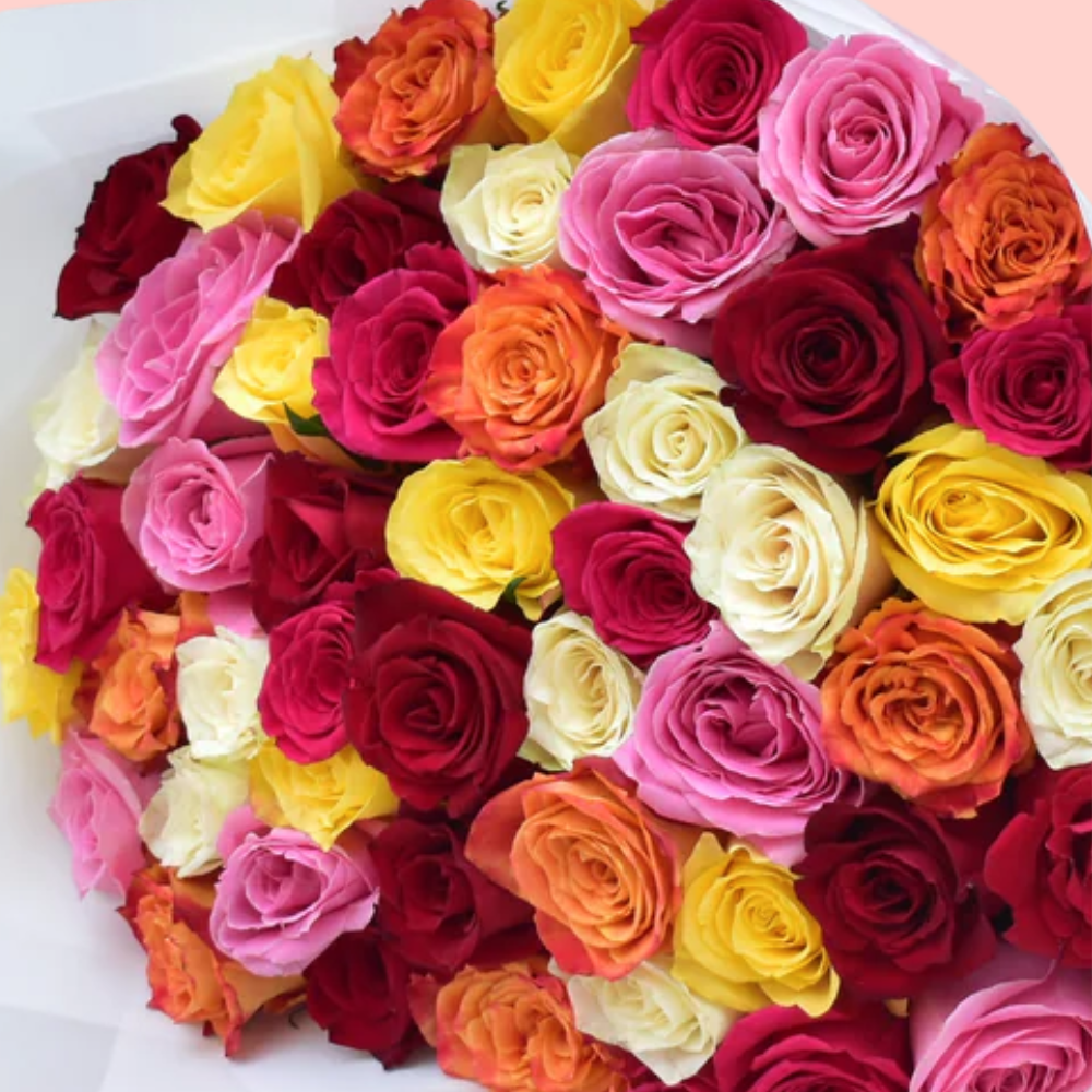 Dreamy Gradient Roses - 51 Stems
