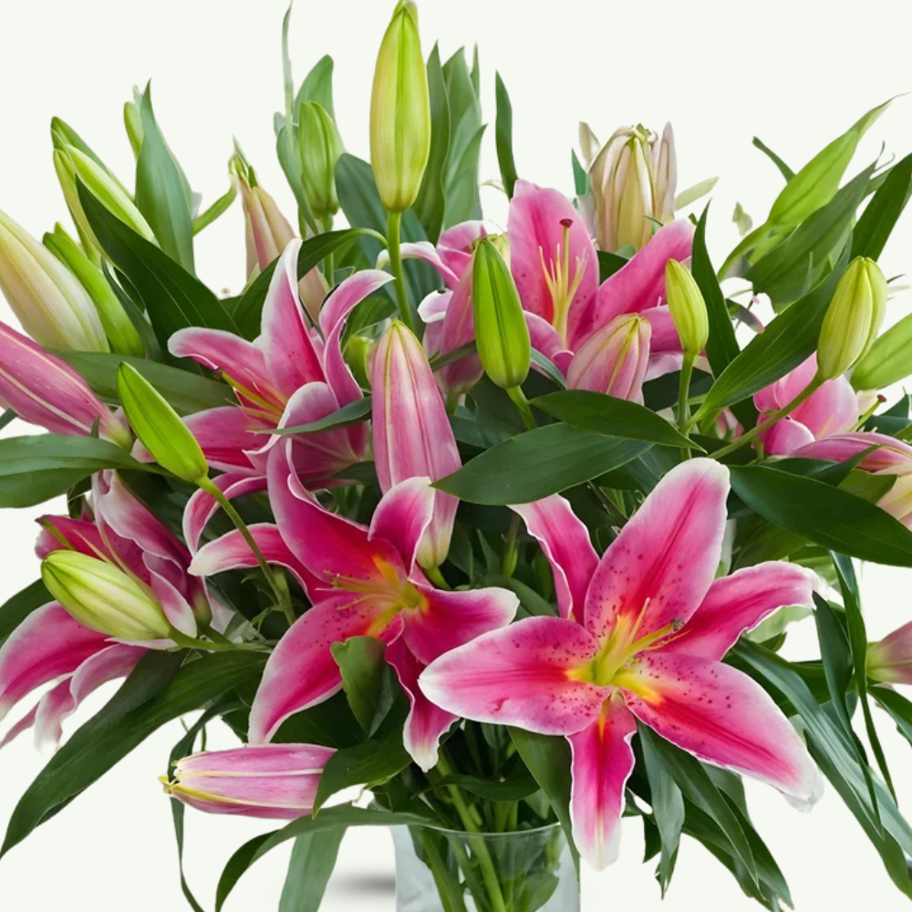 Elegant 8-Stem Oriental Lily Bouquet in Glass Vase