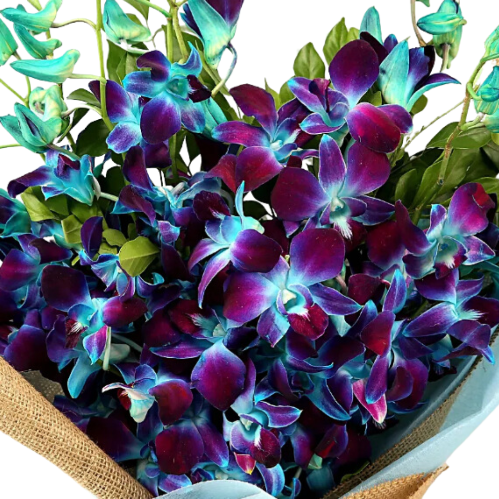 Spectacular Bunch of  Blue Orchids