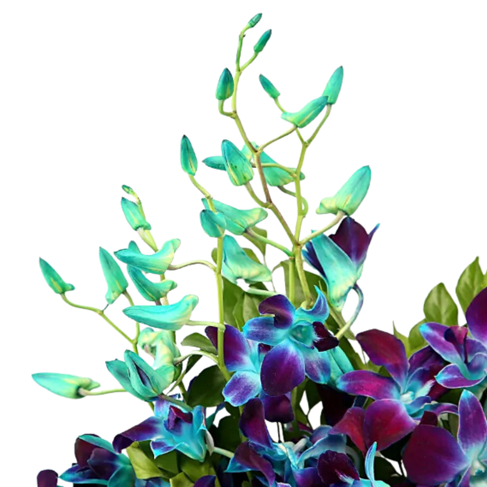Spectacular Bunch of  Blue Orchids