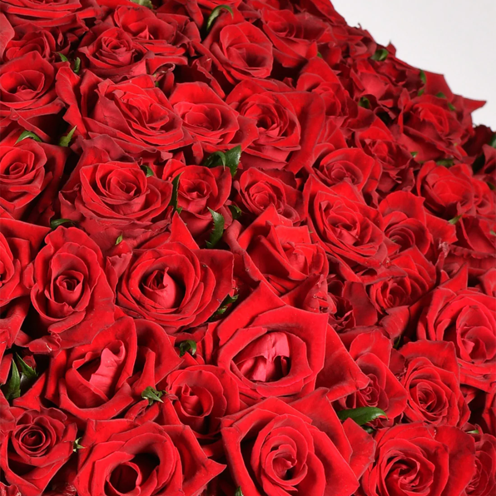 250 Red Roses Bouquet – Luxurious Gift for Loved Ones