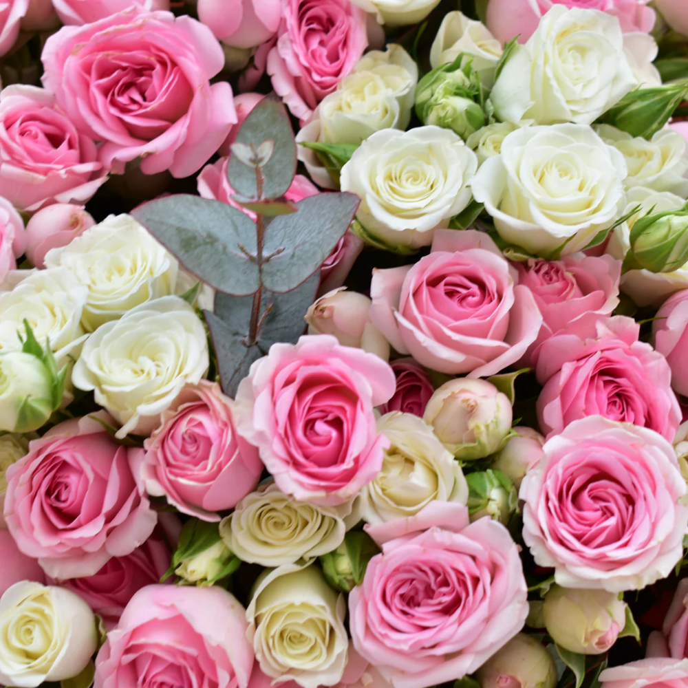 Miniature Pink & White Rose Bouquet - 75 Stems