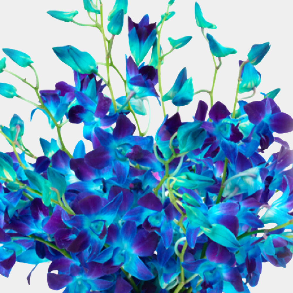 Exquisite Blue Orchid Bouquet - 10 Stems