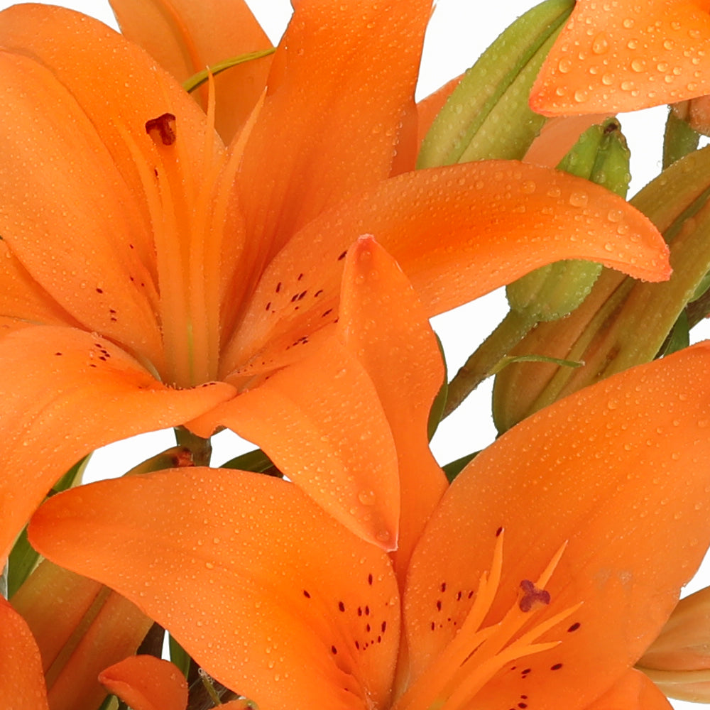 Prosperity Bouquet