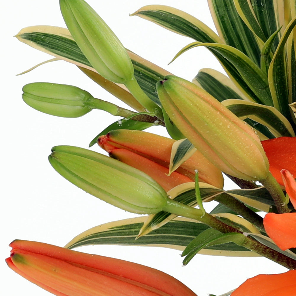 Prosperity Bouquet