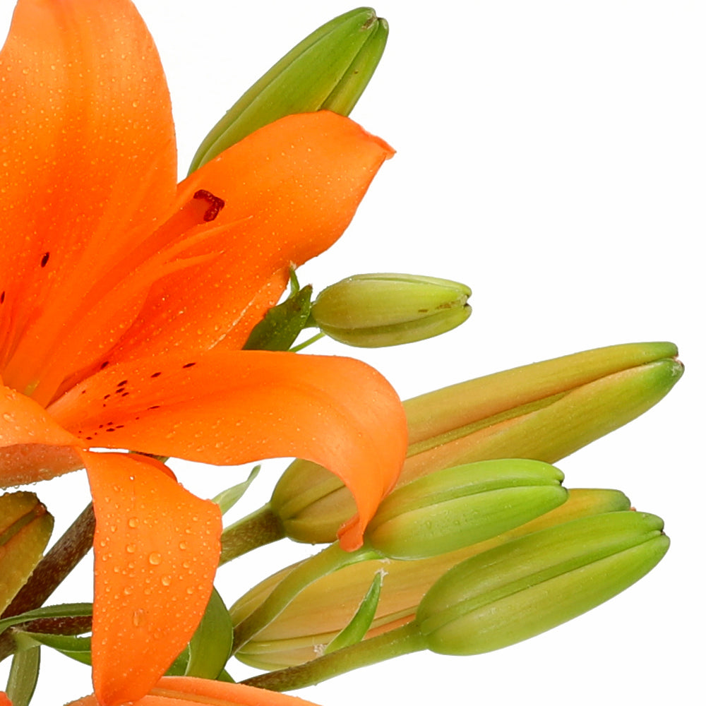 Prosperity Bouquet