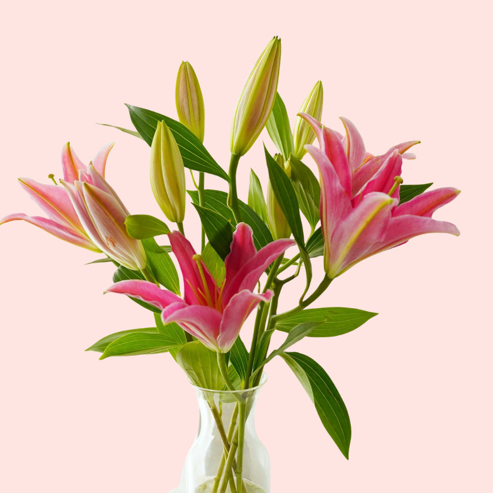 Fresh Pink Lilies Bouquet – 5 Stems in Glass Vase