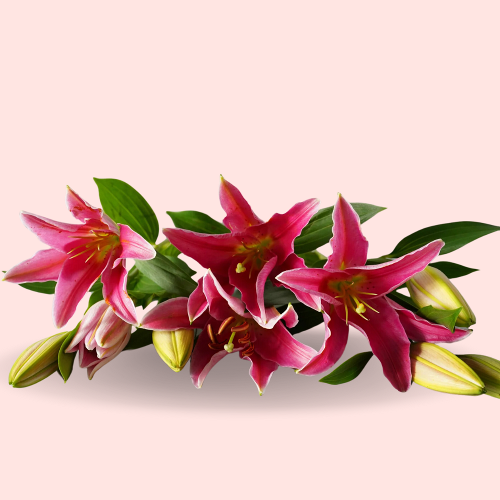 Fresh Pink Lilies Bouquet – 5 Stems in Glass Vase