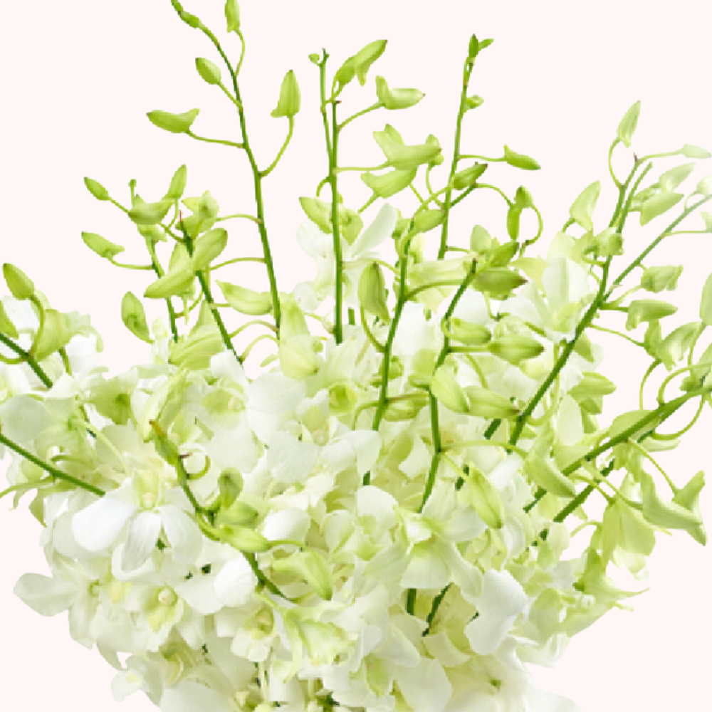 White Dendrobium Orchid Bouquet in Glass Vase - 10 Stems